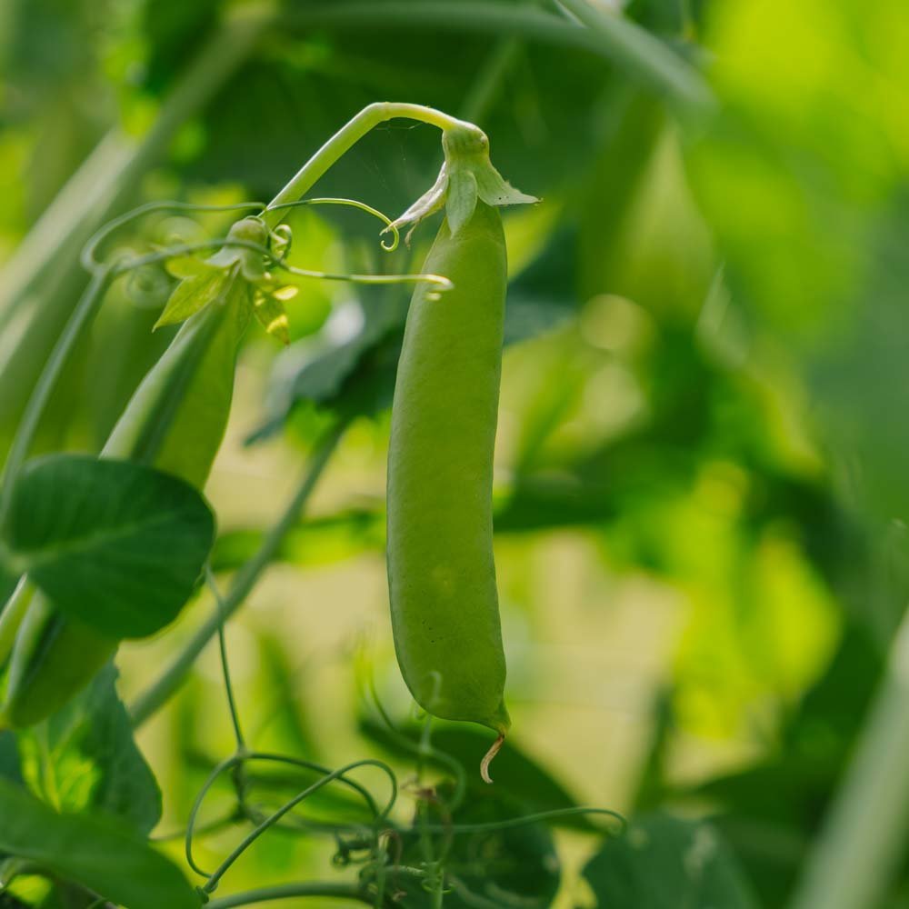 Erter frø 'Eerste Vroege Mei' - 50 Økologiske Frø