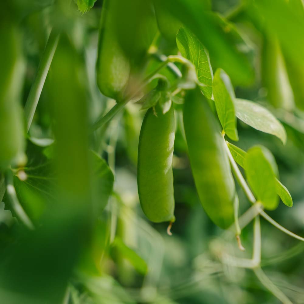 Erter frø 'Eerste Vroege Mei' - 50 Økologiske Frø