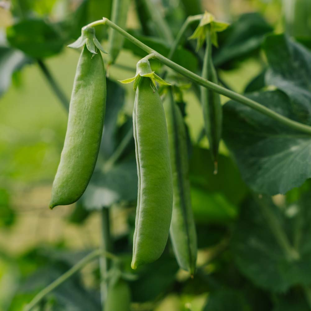 Erter frø 'Kelvedon Wonder' - 50 Økologiske Frø