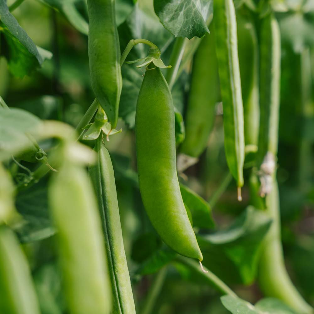 Erter frø 'Kelvedon Wonder' - 50 Økologiske Frø