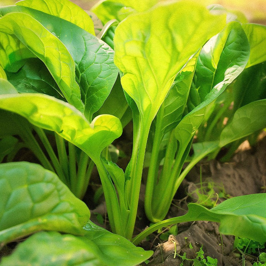 Evighedsspinat 'Perpetual Spinach' - 50 Økologiske Frø