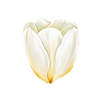 Tulipaner