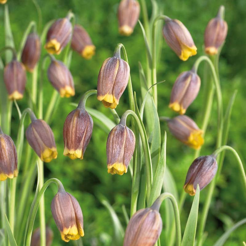 Fritillaria 'Uva - vulpis'
