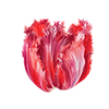 Tulipaner