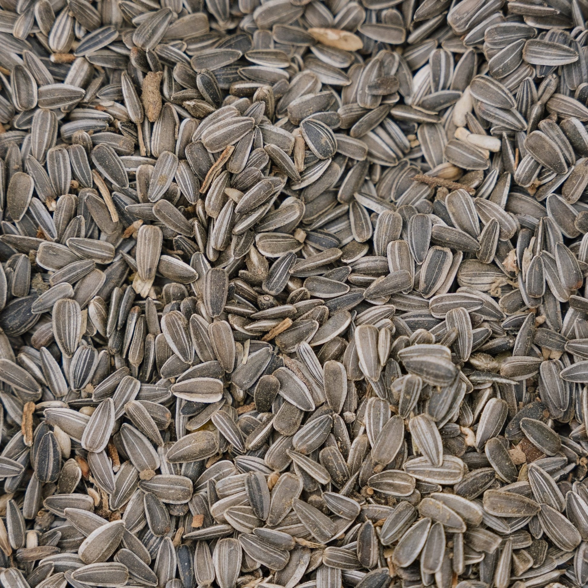 Fuglemat, Solsikke naturlig, 5 L