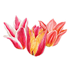 Tulipaner
