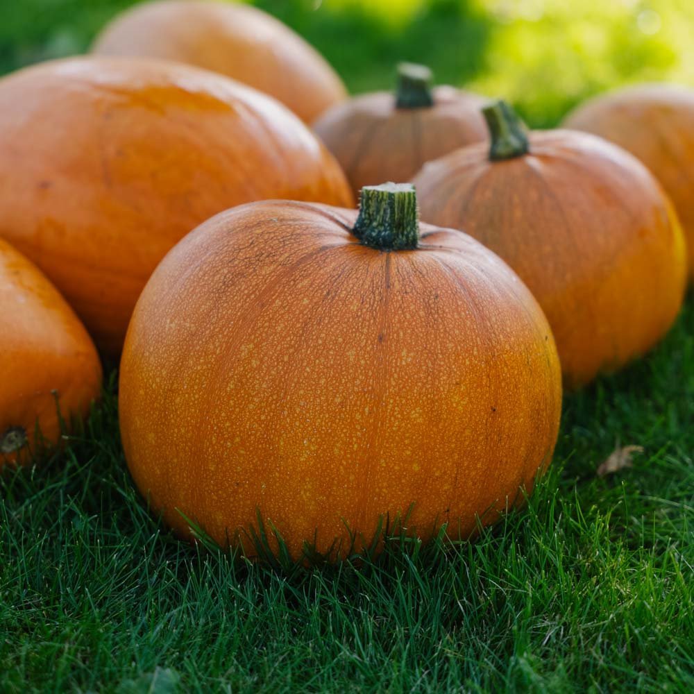 Gresskarfrø 'Jack O’Lantern' - 5 Økologiske Frø