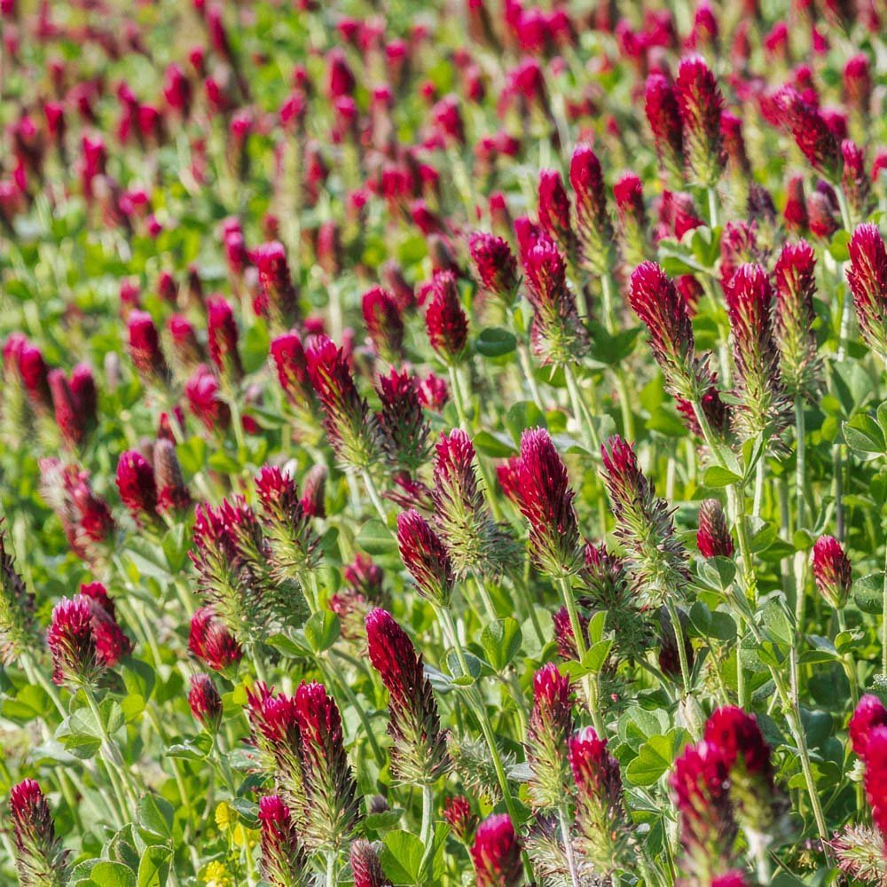 Grønngjødsel frø 'Crimson Clover' (20 m²)