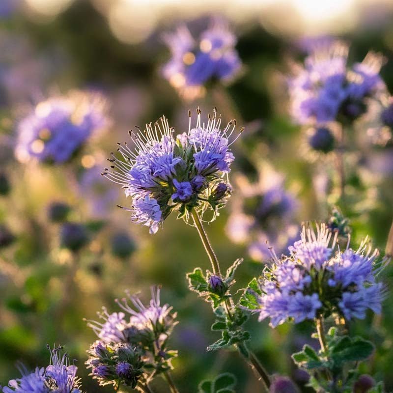 Grønngjødsel frø 'Phacelia' (20 m²)