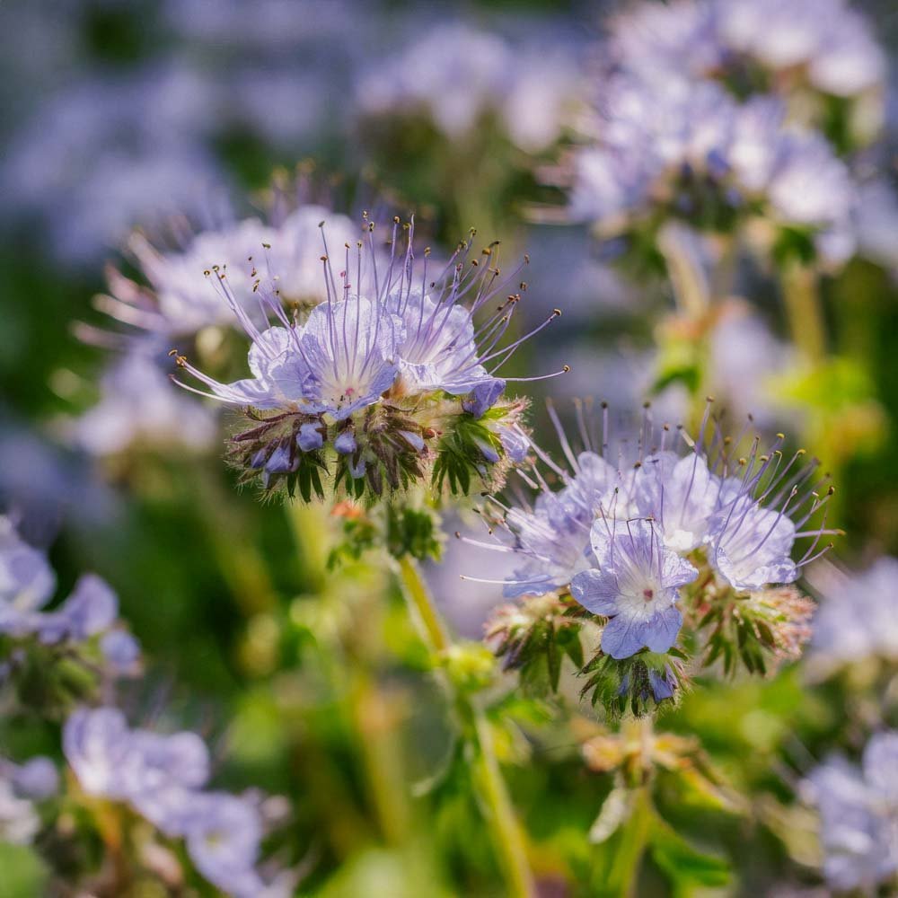 Grønngjødsel frø 'Phacelia' (20 m²)