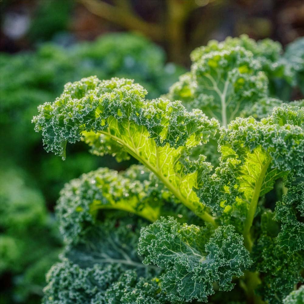 Grønnkål frø 'Westland Winter' - 75 Økologiske Frø