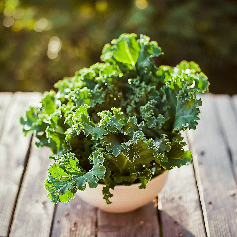 Grønnkål frø 'Westland Winter' - 75 Økologiske Frø