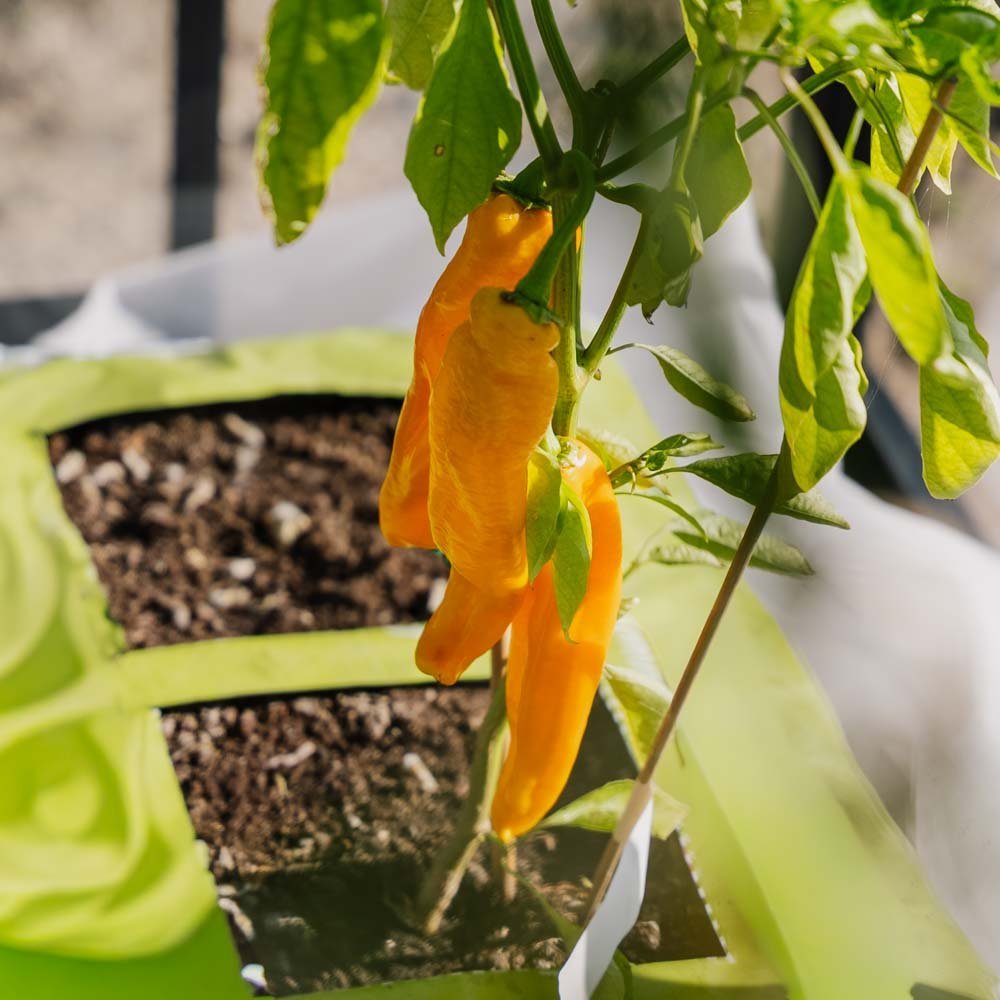 Gul søt paprika 'Zazu' - 5 Økologiske Frø