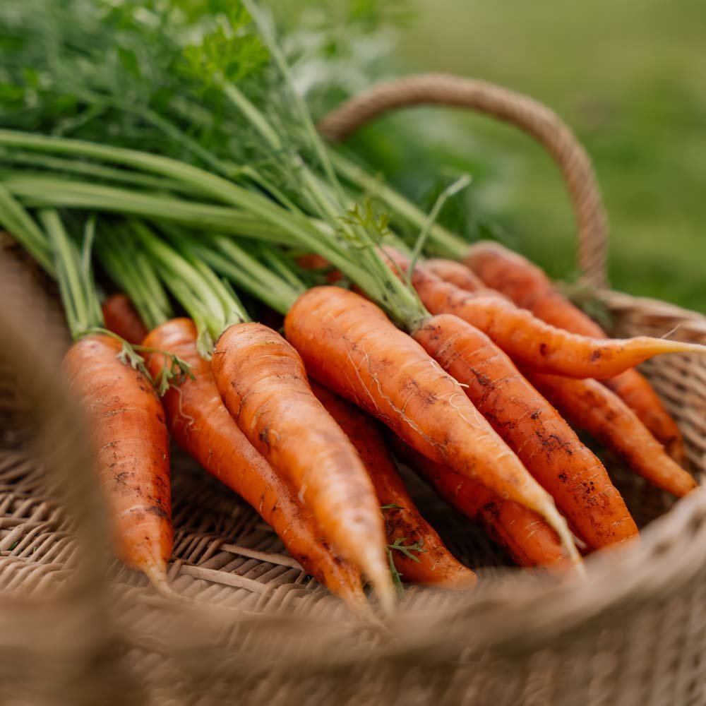 Gulrotfrø 'Milan' - 500 Økologiske Frø