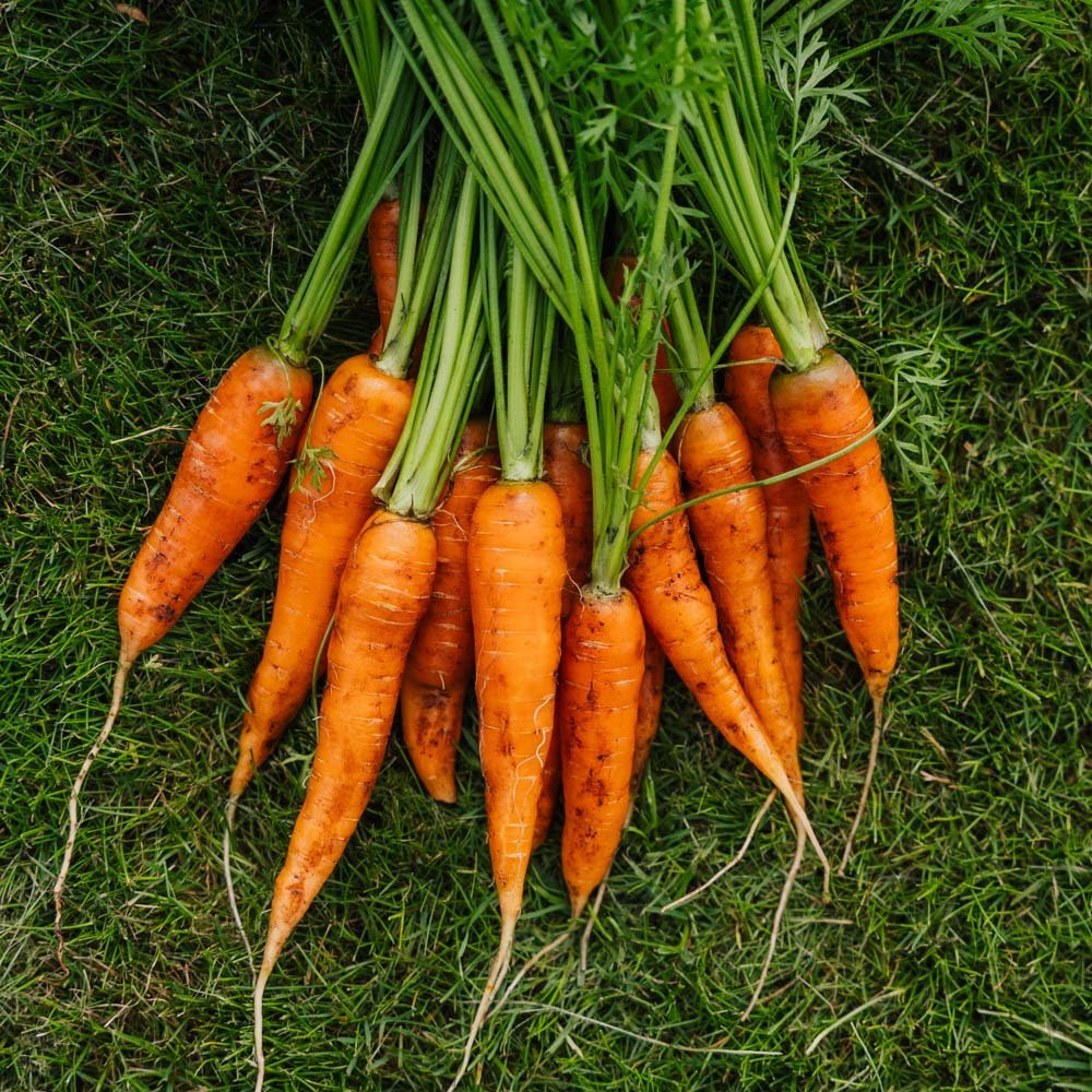 Gulrotfrø 'Milan' - 500 Økologiske Frø