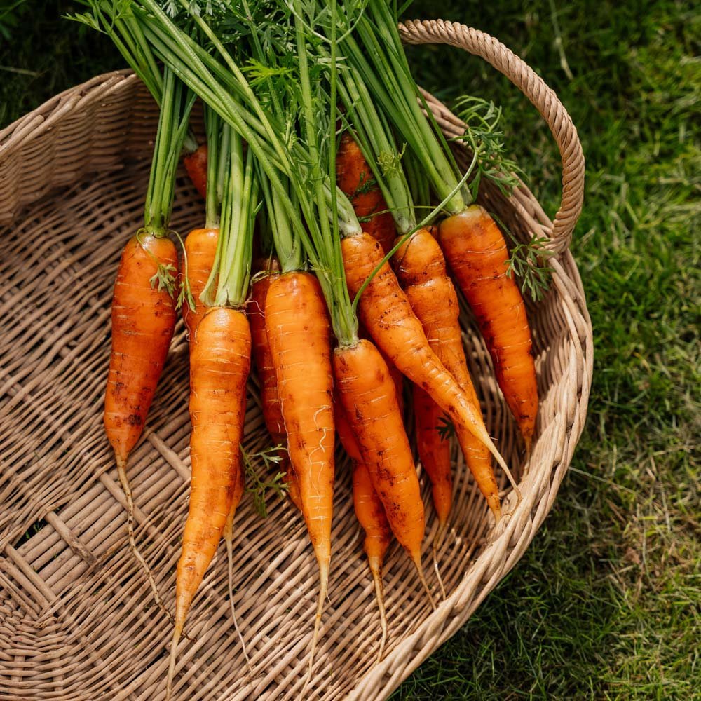 Gulrotfrø 'Milan' - 500 Økologiske Frø