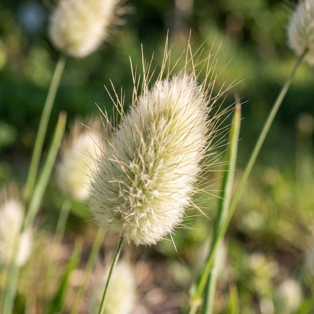 Harehale frø 'Hare's-tail grass' - 150 Økologiske frø