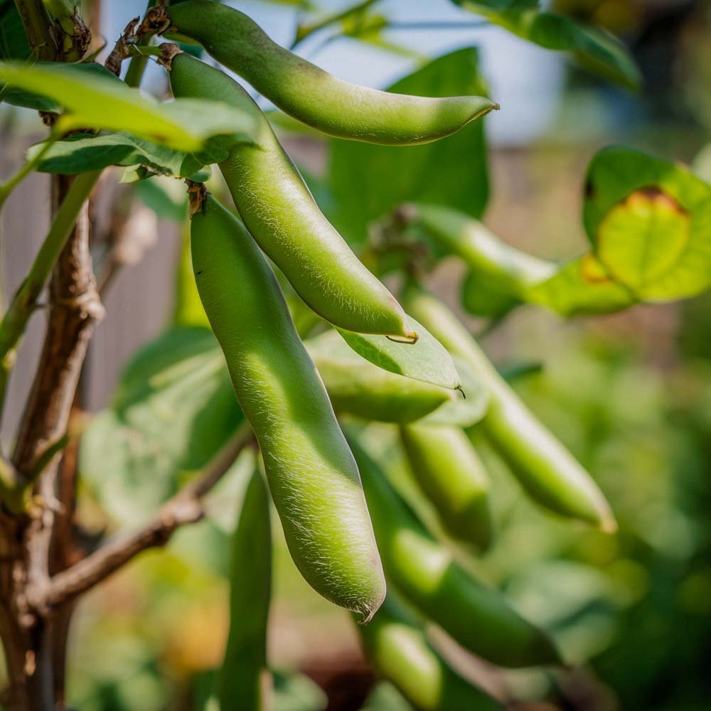 Hestebønne Frø 'Eleonora' - 5 Økologiske Frø