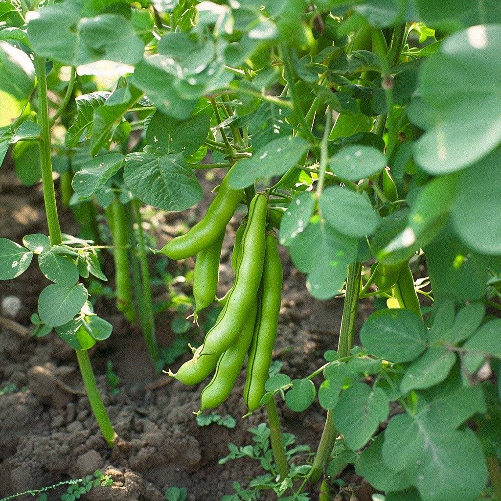 Hestebønne Frø 'Eleonora' - 5 Økologiske Frø