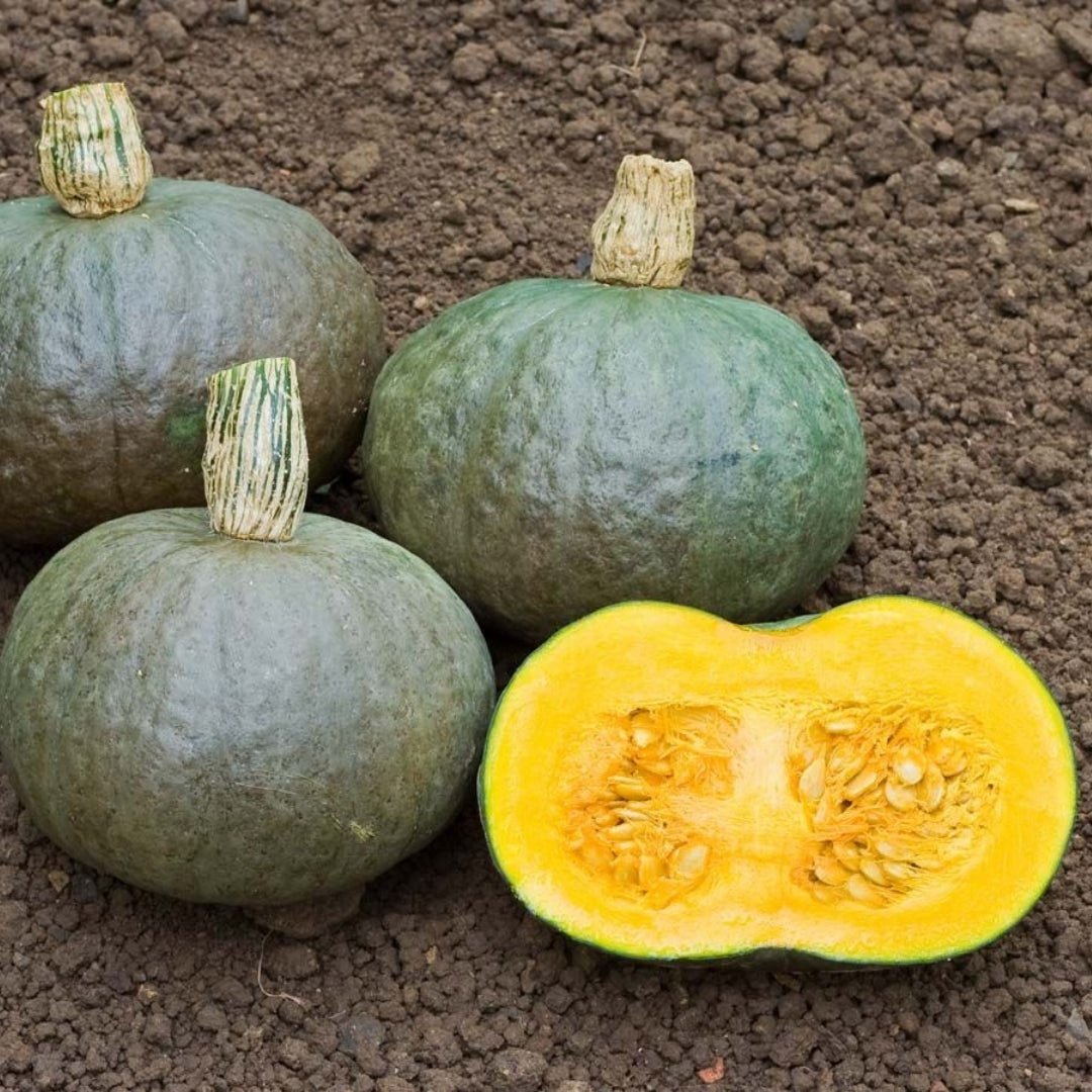 Hokkaido gresskar frø 'Blue Kuri' - 5 Økologiske Frø