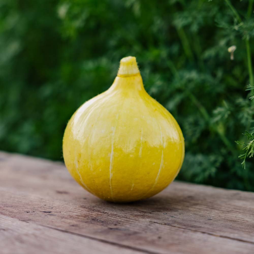 Hokkaido gresskar frø 'Uchiki Kuri' - 5 Økologiske Frø