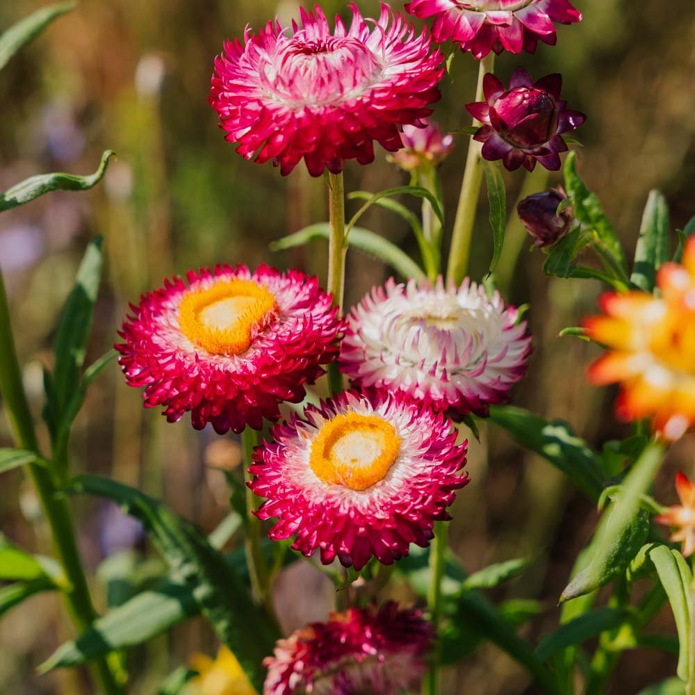 Høststråblomst frø 'Tall Straw Flower' - 200 Økologiske Frø