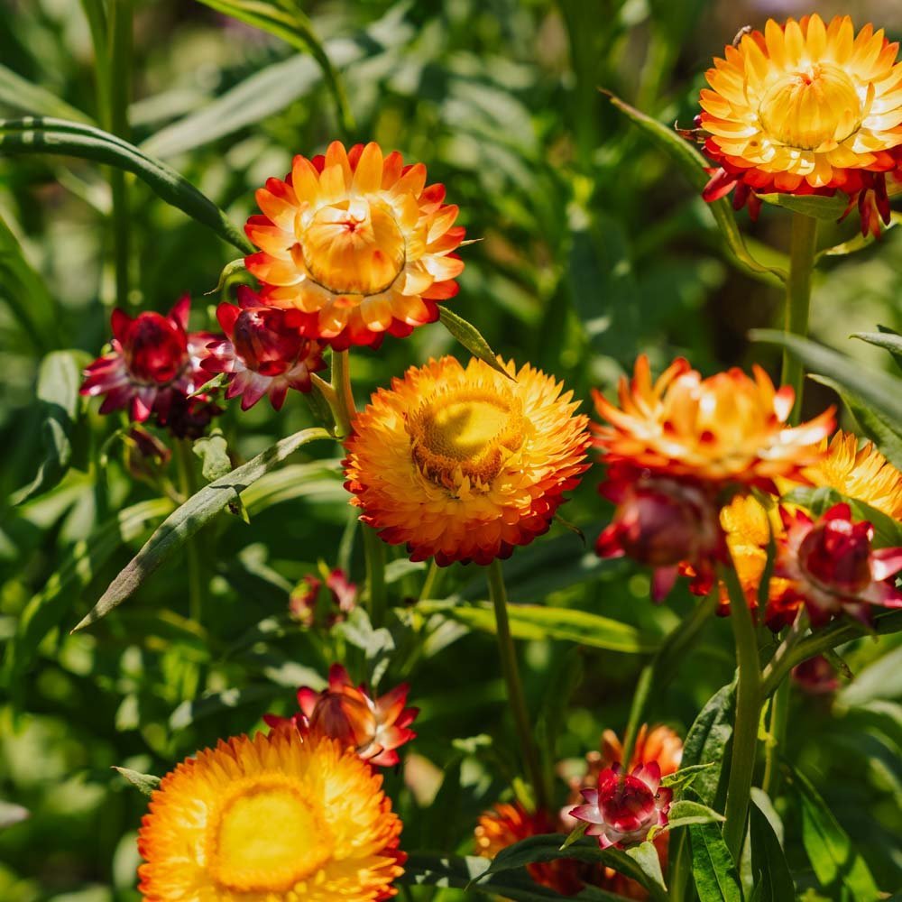 Høststråblomst frø 'Tall Straw Flower' - 200 Økologiske Frø
