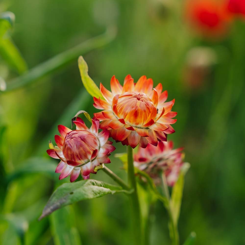 Høststråblomst frø 'Tall Straw Flower' - 200 Økologiske Frø