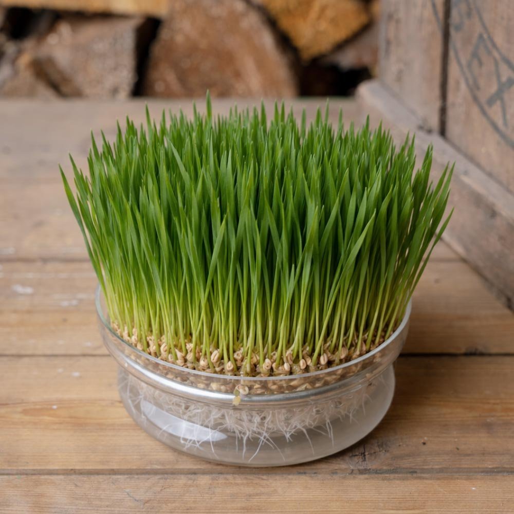 Hvetegress Spirefrø - 400 Økologiske frø
