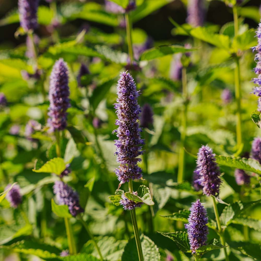 Indianermynte frø - 150 Økologiske Frø