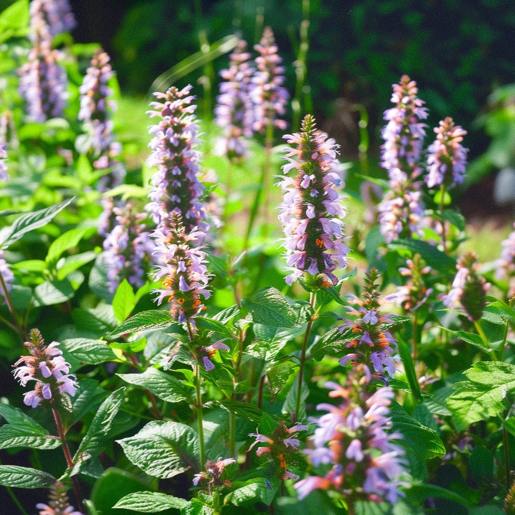 Indianermynte frø - 150 Økologiske Frø