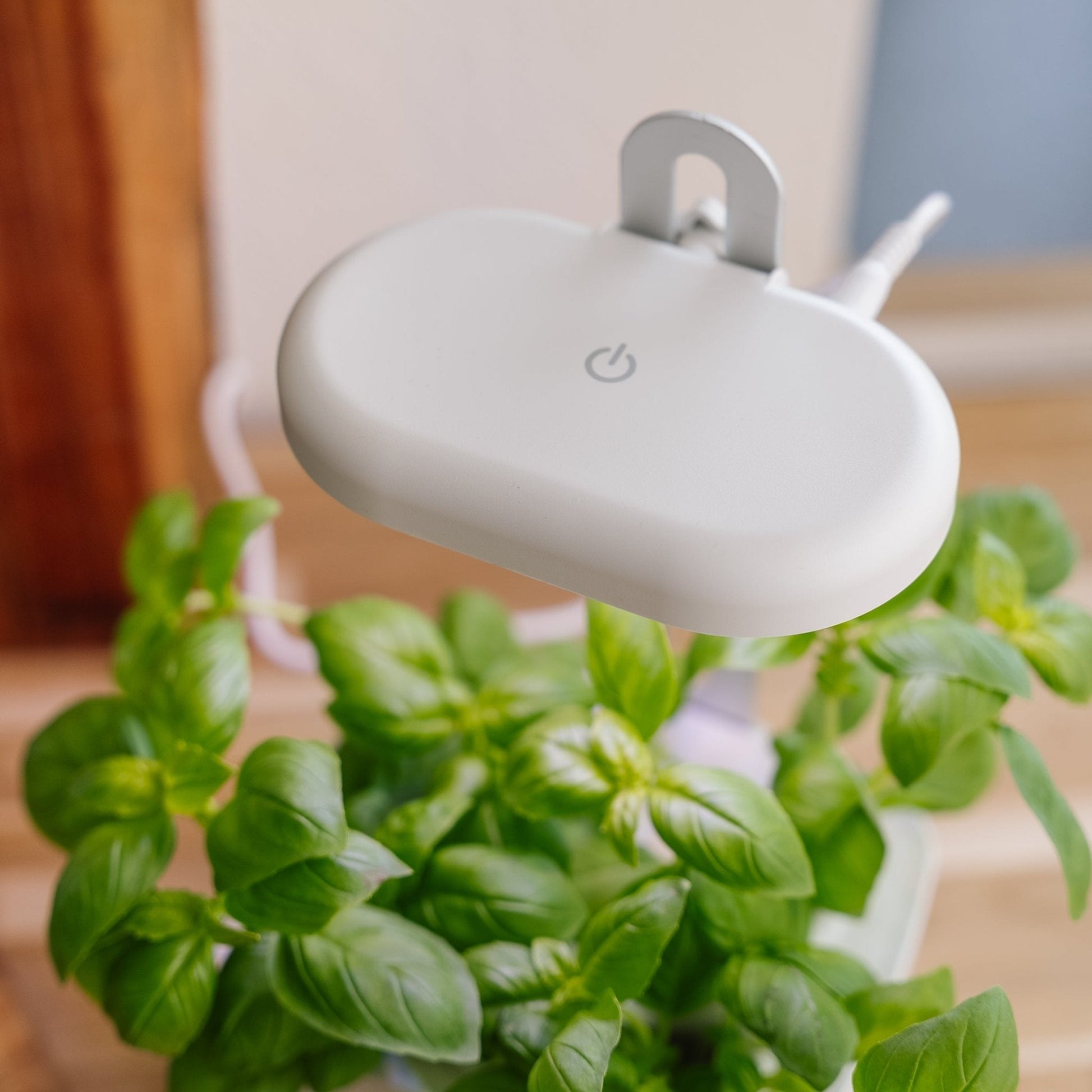 Innendørs kjøkkenhage, liten