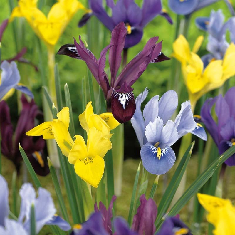 Irisblanding 'Reticulata Mixed'