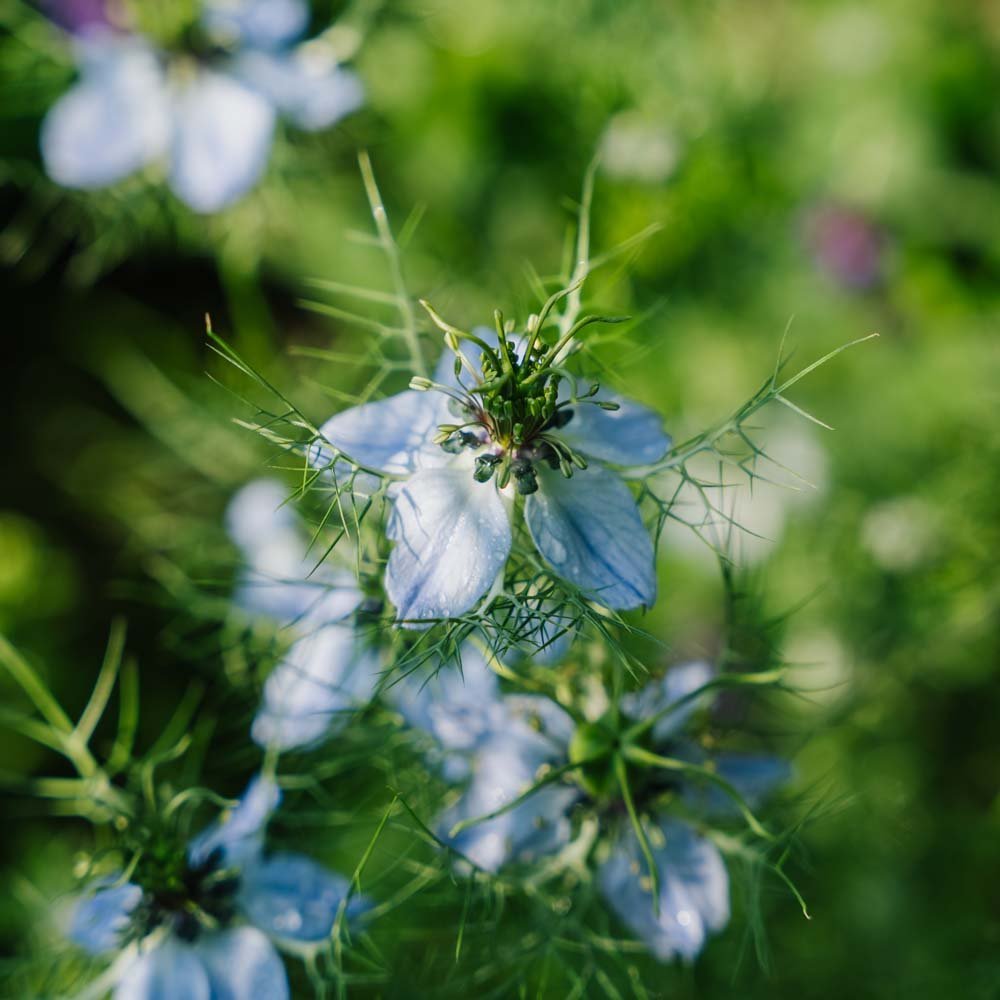Jomfru i det grønne - 100 Økologiske Frø