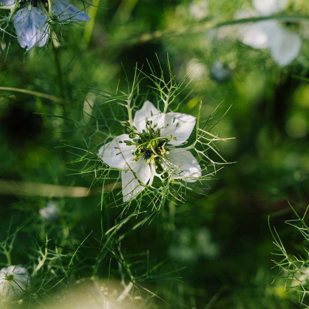 Jomfru i det grønne - 100 Økologiske Frø