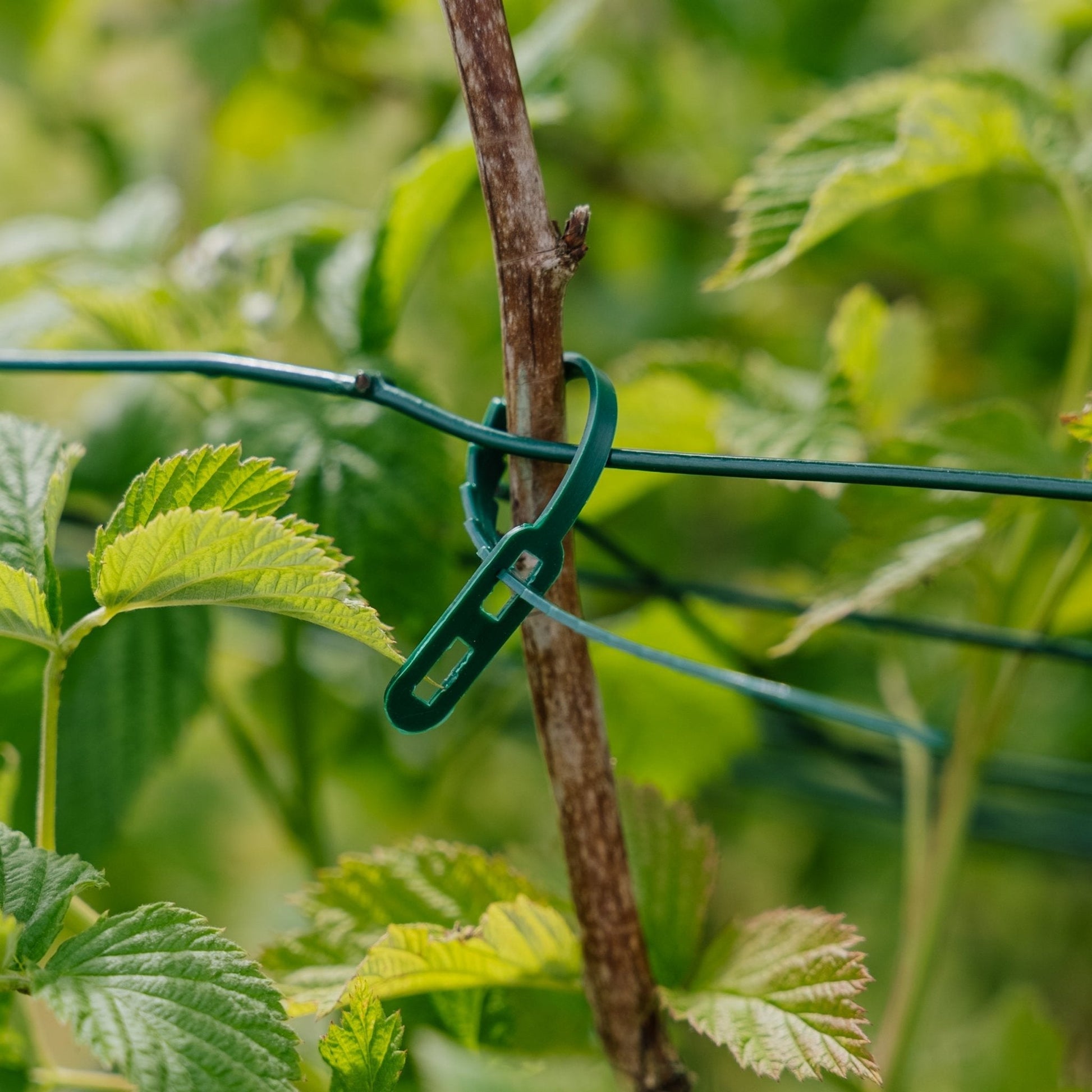 Justerbare plantebånd, 50 stk.