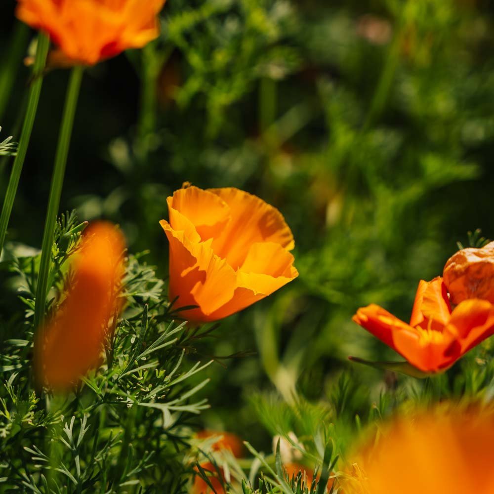 Kalifornisk Valmuefrø - 100 Økologiske Frø
