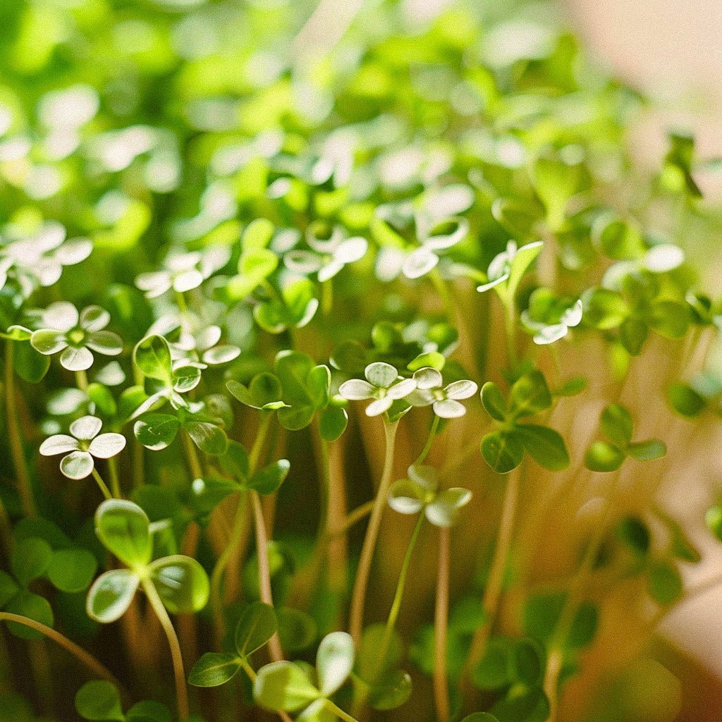 Karse frø 'Cressida' - 150 Økologiske Frø