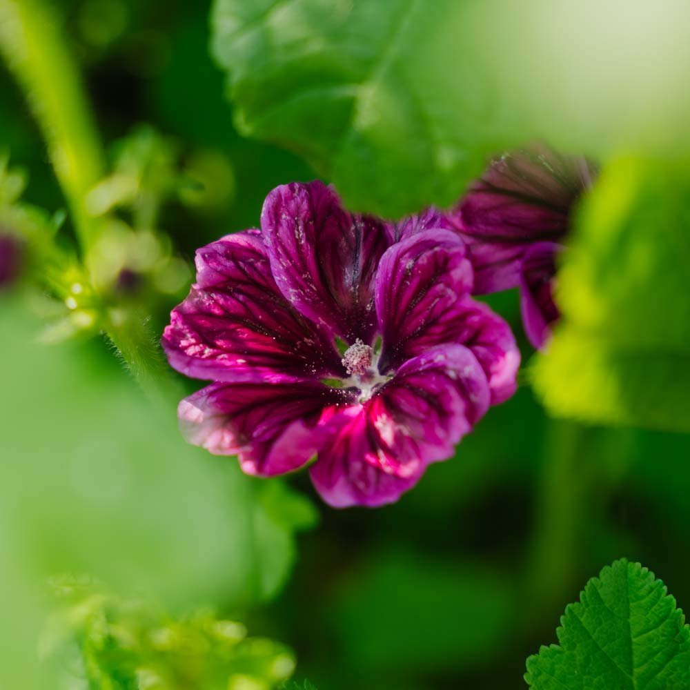 Kattost frø 'Mauritanica' - 100 Økologiske Frø