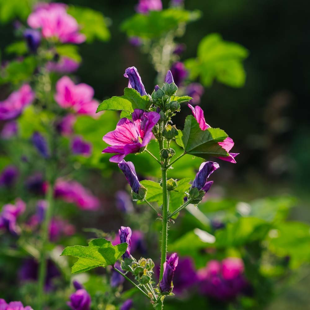 Kattost frø 'Mauritanica' - 100 Økologiske Frø