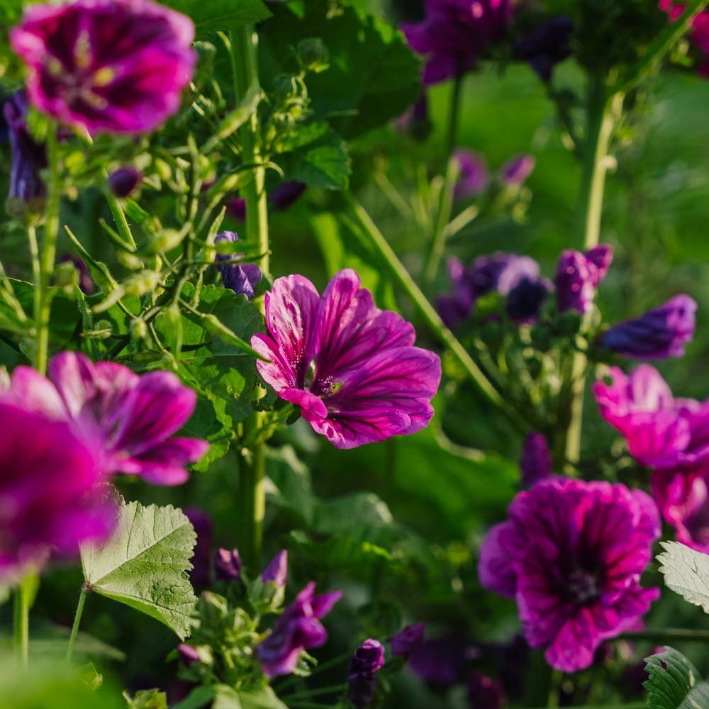 Kattost frø 'Mauritanica' - 100 Økologiske Frø