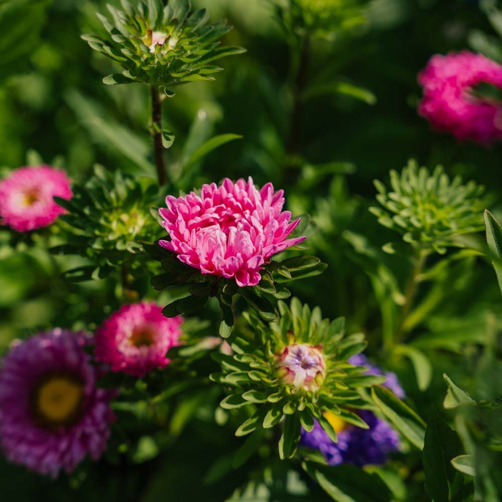 Kina Aster Frø 'Matsumoto Mix' - 125 Økologiske frø