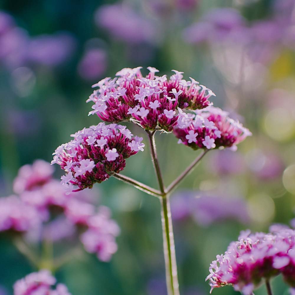 Kjempeverbena frø - 50 Økologiske Frø