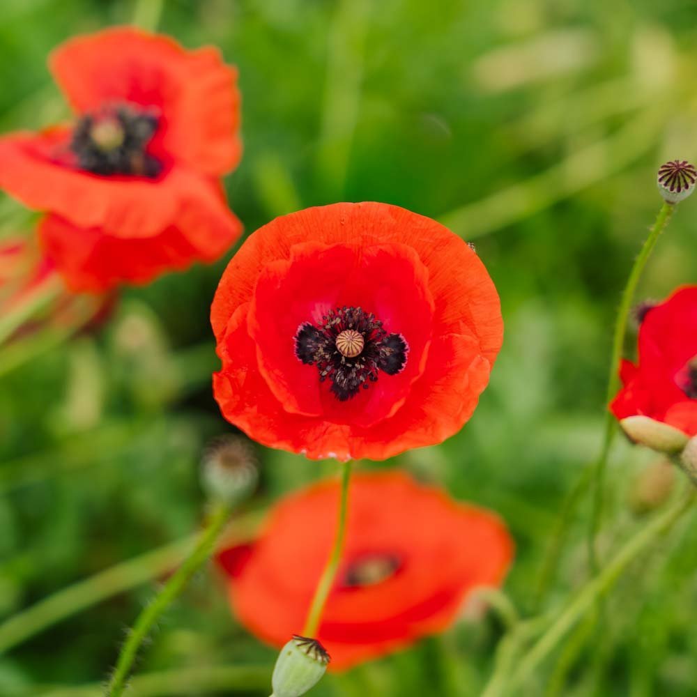 Kornvalmuefrø 'Poppy Mix' - 700 Økologiske Frø