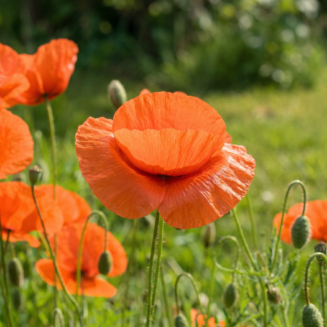 Kornvalmuefrø 'Common poppy' - 700 Økologiske frø