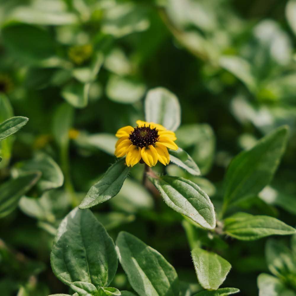 Krypsolknapp frø - 150 Økologiske Frø