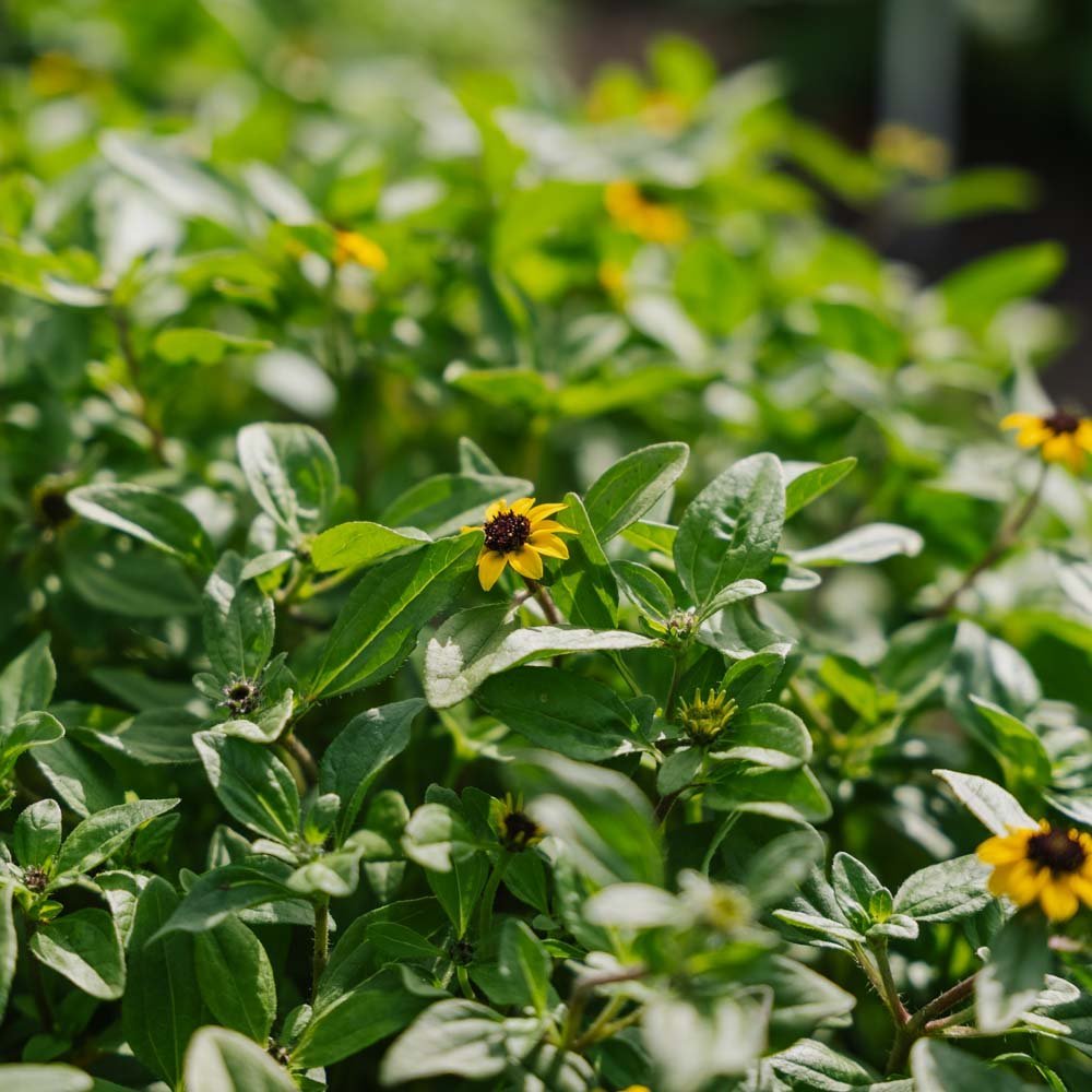 Krypsolknapp frø - 150 Økologiske Frø