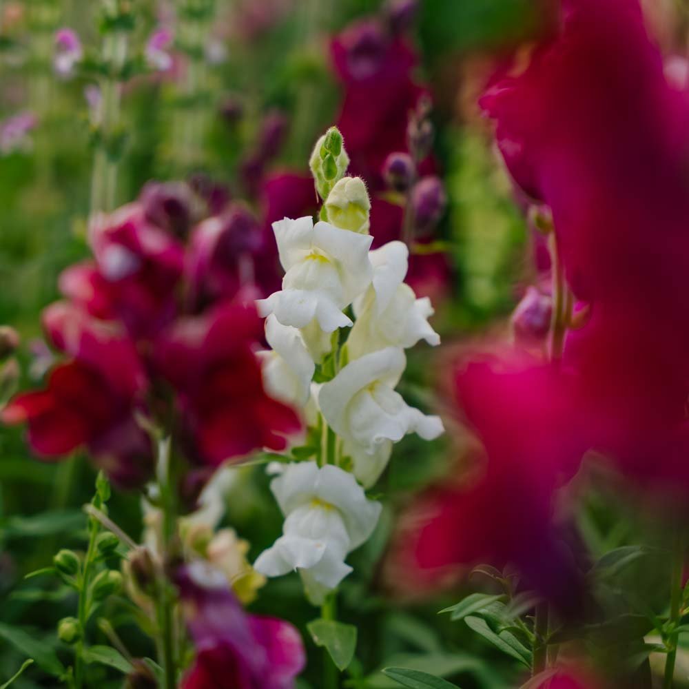 Løvemunn frø 'Snapdragon' - 1500 Økologiske frø