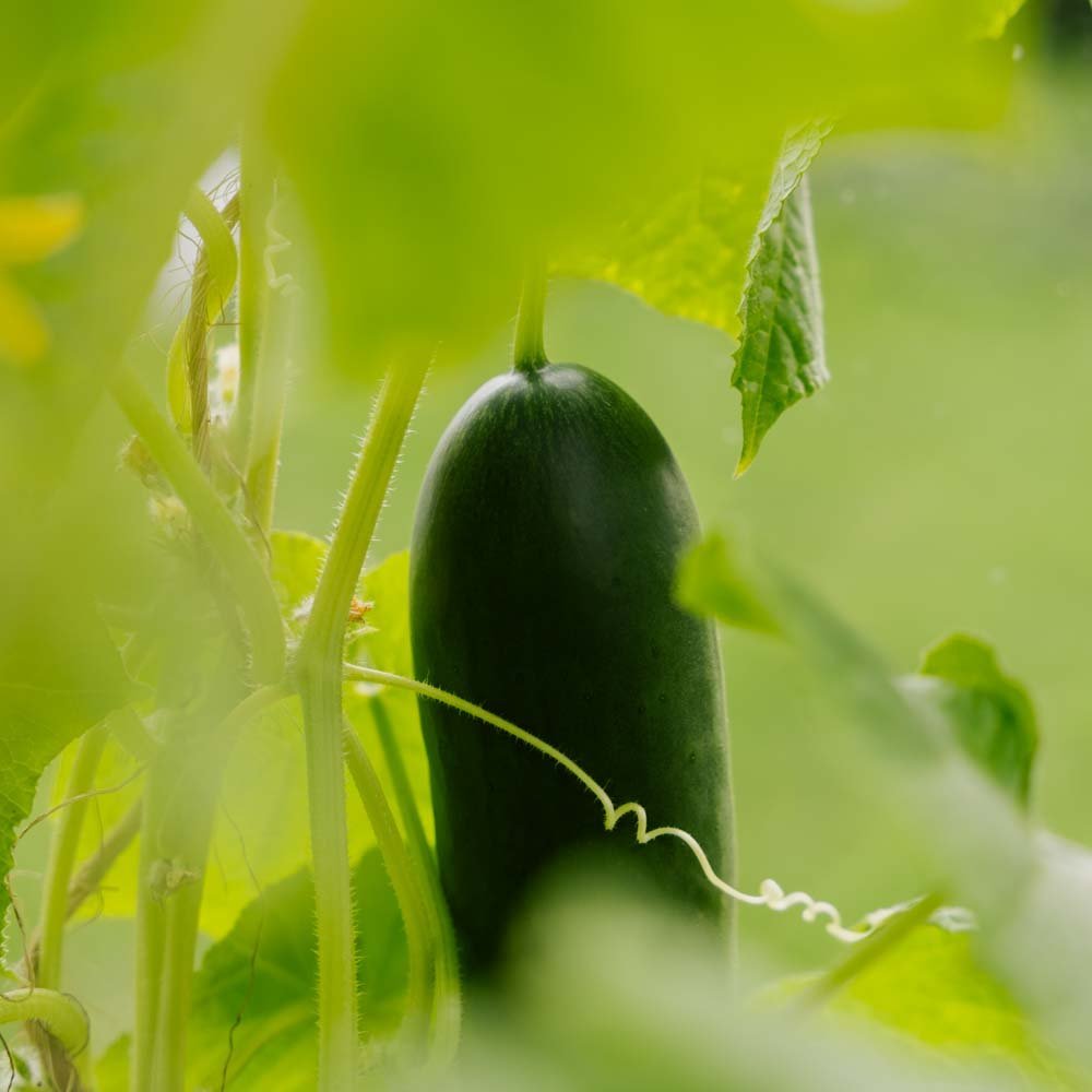 Miniagurk frø 'La Diva' - 5 Økologiske Frø