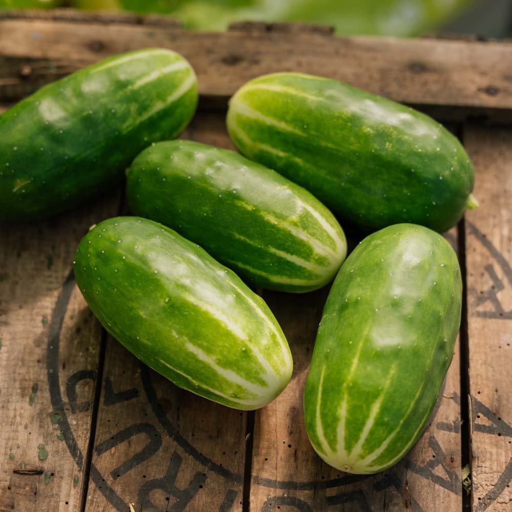 Miniagurk frø 'Liefje' - 10 Økologiske Frø